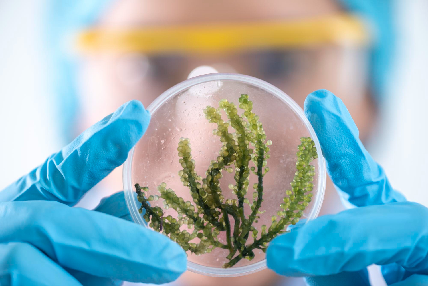 Protocoale de siguranță în utilizarea biocidelor pentru dezinsectie